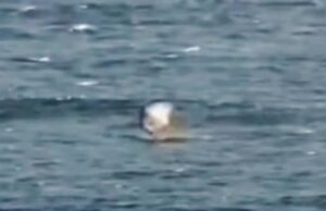 Horrormomenthaai valt de folieboarder aan en ‘explodeert’ hem in de lucht