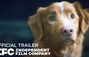 Een aangrijpend verhaal gezien door de ogen van een hond