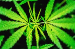 Een voorgesteld federaal THC-verbod zou hennepproducten die mensen high maken, ‘uitroeien’